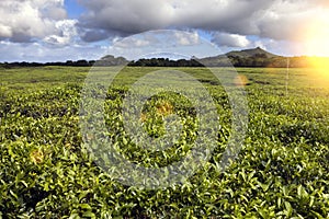 Tea plantation Bois Cheri in the foothills. Mauritius photo