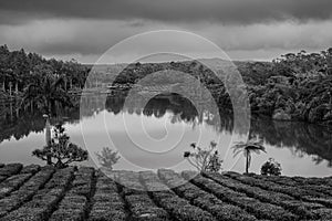 Tea Plantation in Bois Cheri Mauritius Black and White photo