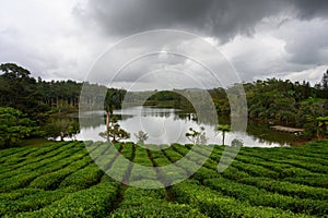 Tea Plantation in Bois Cheri Mauritius photo