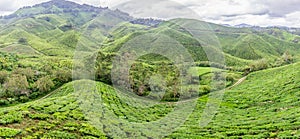 Tea plantation in bright sunny day in cameron highlands, malaysia
