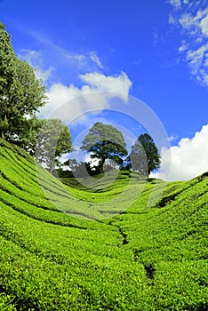 Tea Plantation at Cameron High