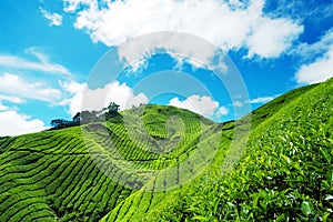 Tea Plantation in Cameron Highland