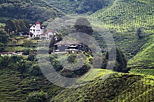 Tea plantation at the Cameron Highland, Malaysia