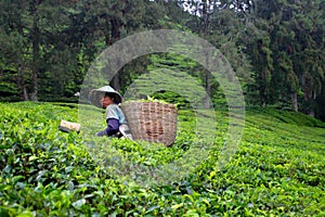 Tea plantation at the Cameron Highland, Malaysia