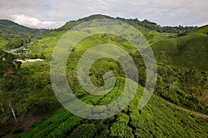 Tea Plantation, Cameron Highlands