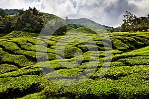 Tea plantation in the Cameron Highlands