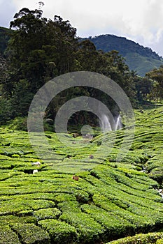 Tea plantation in the Cameron Highlands