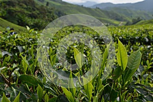 Tea Plantation at Cameron Highlands