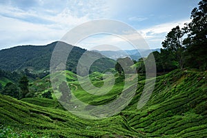 Tea Plantation at Cameron Highlands