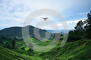 Tea Plantation at Cameron Highlands