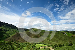 Tea Plantation at Cameron Highlands