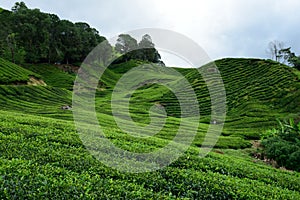 Tea Plantation at Cameron Highlands