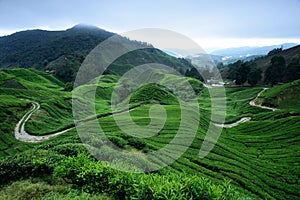 Tea Plantation at Cameron Highlands