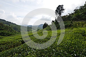 Tea Plantation at Cameron Highlands