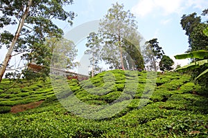 Tea plantation Cameron highlands, Malaysia