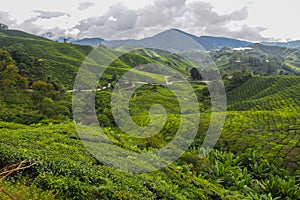 Tea Plantation, Cameron Highlands, Malaysia