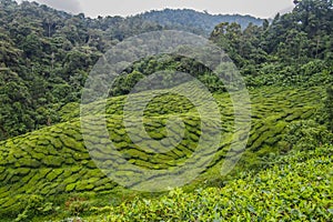 Tea Plantation, Cameron Highlands, Malaysia