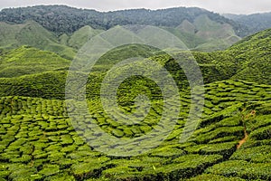 Tea Plantation, Cameron Highlands, Malaysia