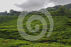 Tea Plantation, Cameron Highlands, Malaysia