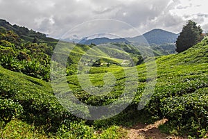 Tea Plantation, Cameron Highlands, Malaysia