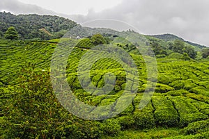 Tea Plantation, Cameron Highlands, Malaysia