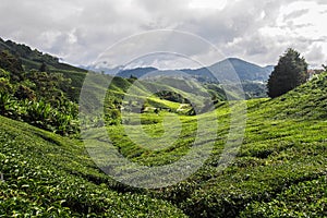 Tea Plantation, Cameron Highlands, Malaysia