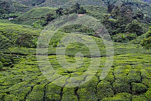 Tea Plantation, Cameron Highlands, Malaysia