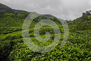 Tea Plantation, Cameron Highlands, Malaysia