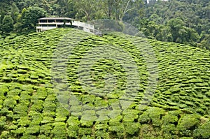 Tea Plantation in Cameron Highlands, Malaysia