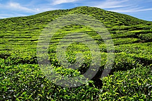 Tea plantation Cameron highlands, Malaysia