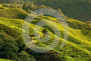 Tea Plantation in the Cameron Highlands, Malaysia