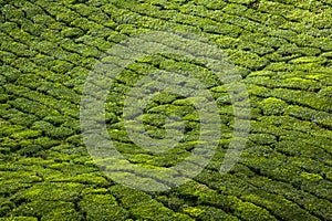 Tea plantation Cameron highlands, Malaysia