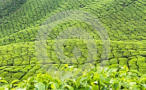 Tea plantation photo