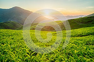 Tea plantation in Cameron highlands, Malaysia