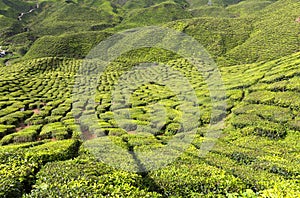 Tea Plantation in the Cameron Highlands, Malaysia