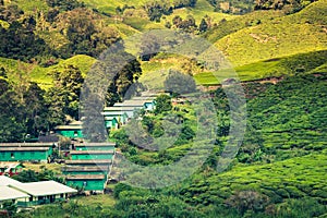 Čaj plantáž na vysočina malajzia ázie 