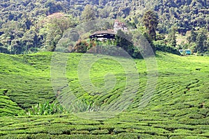 Tea plantation Cameron highlands, Malaysia