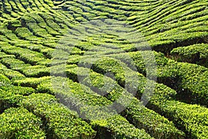 Tea plantation Cameron highlands, Malaysia