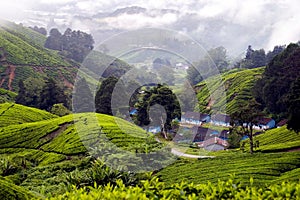 Tea Plantation, Cameron Highlands, Pahang