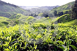 Tea Plantation, Cameron Highlands, Pahang