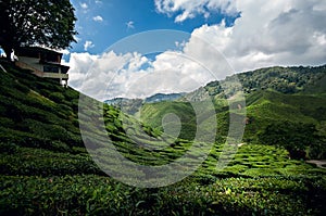 Tea plantation at Cameroon Highland, Malaysia