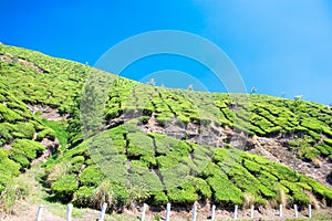 Tea Plantation in the Cardamam mountains. Munnar photo