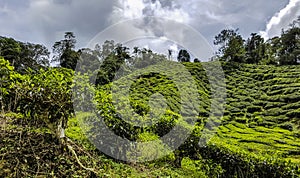 Tea Plantation Ceylon Green