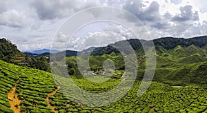 Tea Plantation Ceylon Green