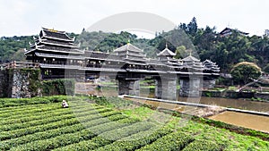tea plantation and Chengyang Wind and Rain Bridge