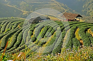 Tea plantation in Chiang Mai, Thailand