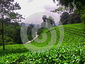 Tea plantation, ciwidey indonesia