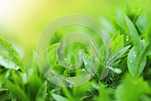 Tea plantation close up background photo