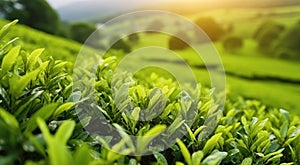 Tea plantation close up background after the rain. Generative AI