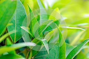 Tea plantation close up. Leaves on tea bush close up. Empty space for text.